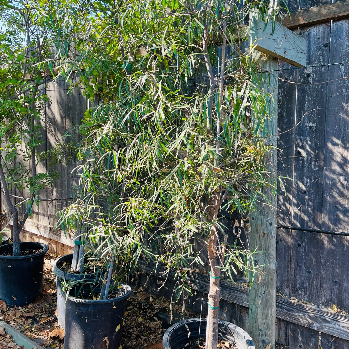 potted willow plant Australian Willow