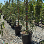 Australian Willow