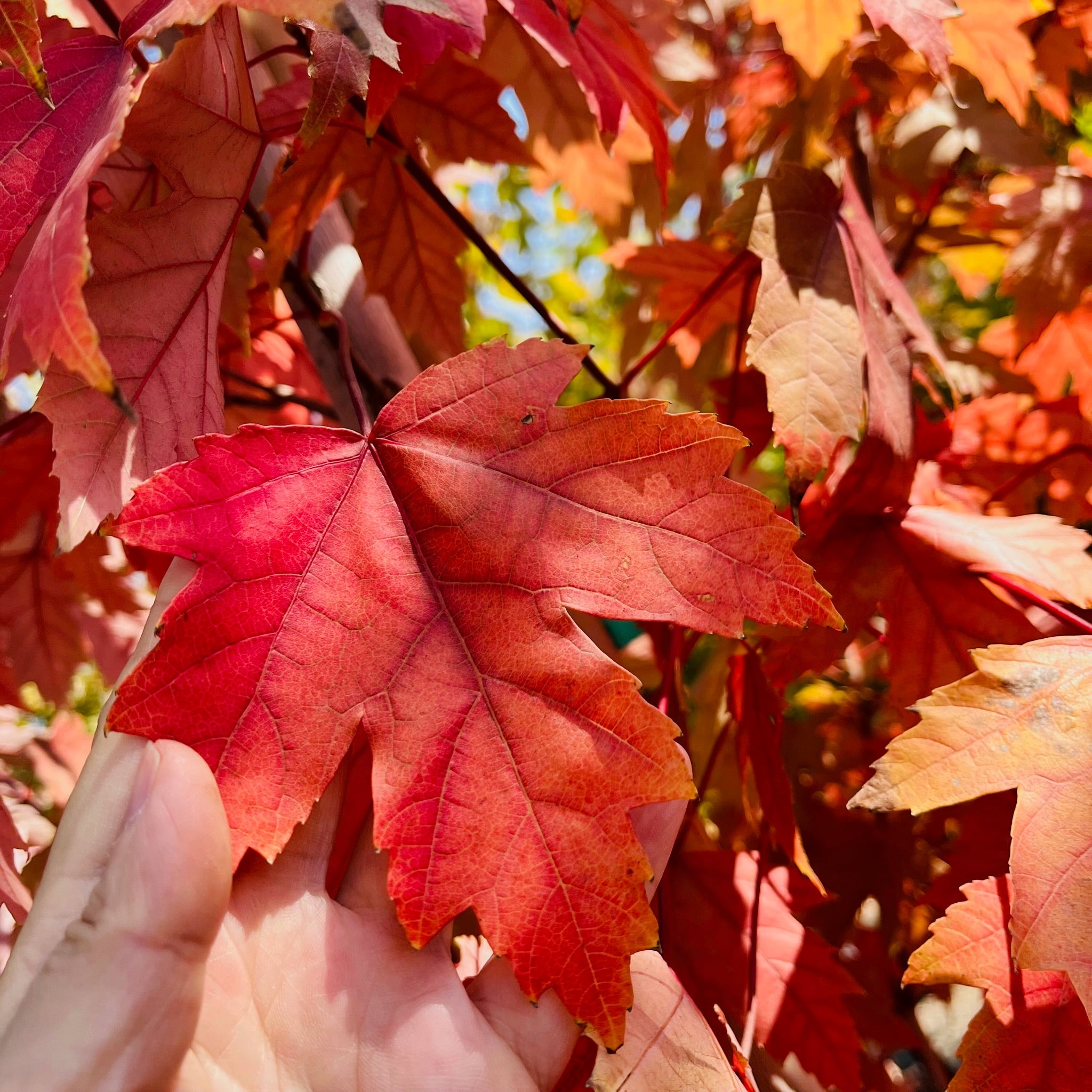 Autumn Blaze Jeffersred Maple