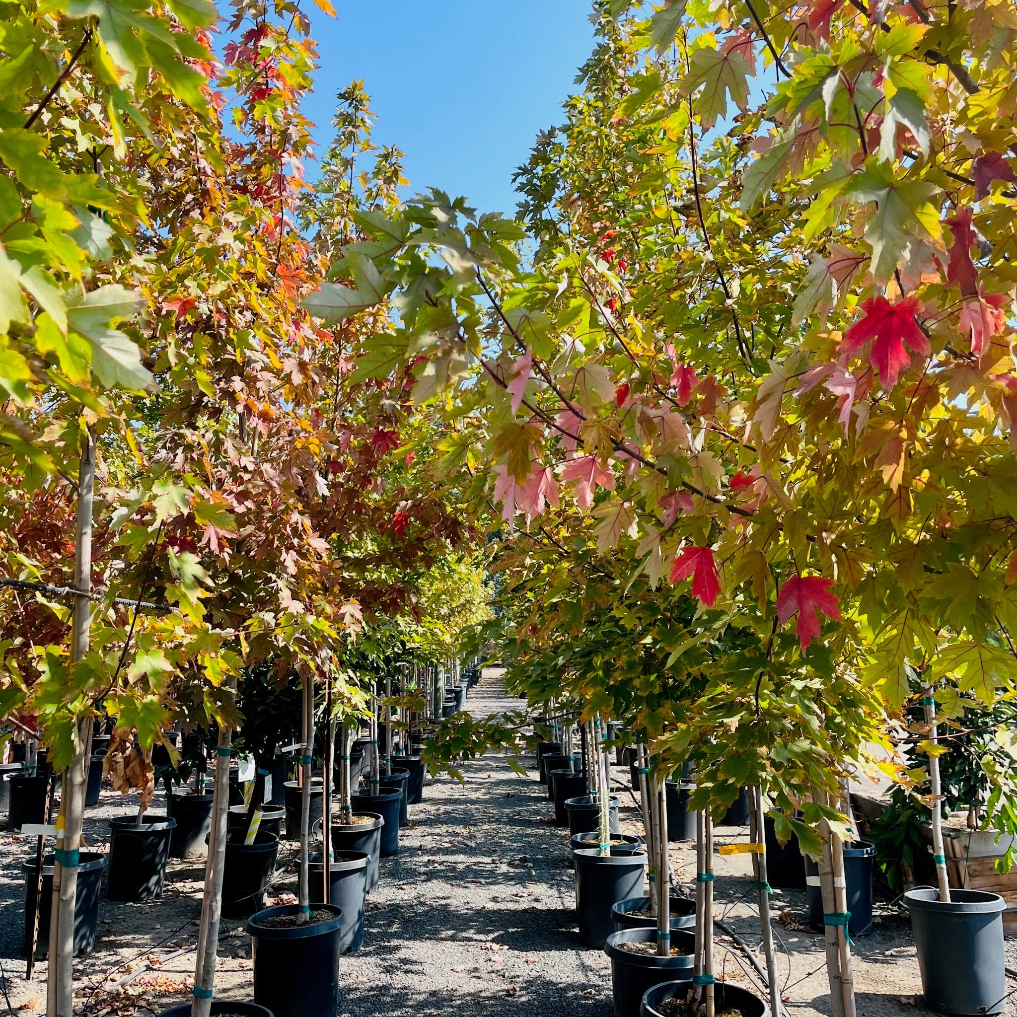 Autumn Blaze Jeffersred Maple