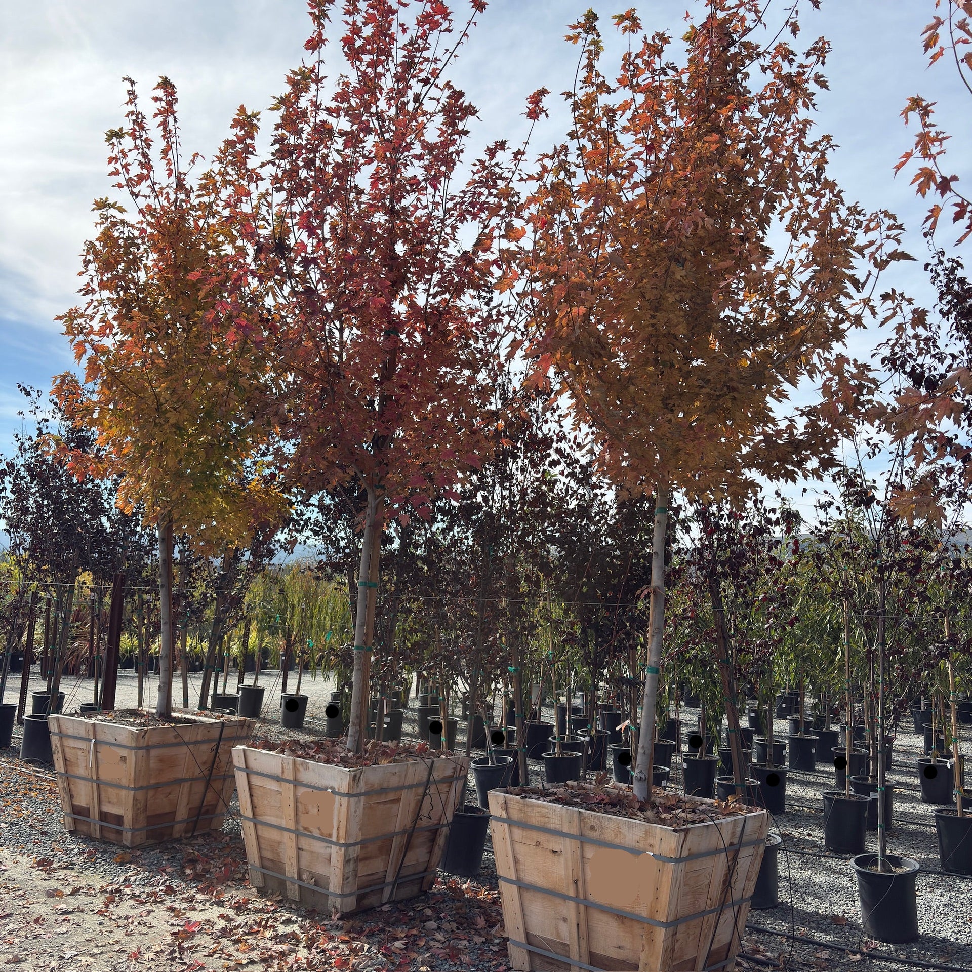 autumn blaze maple planting distance from house Autumn Blaze Maple