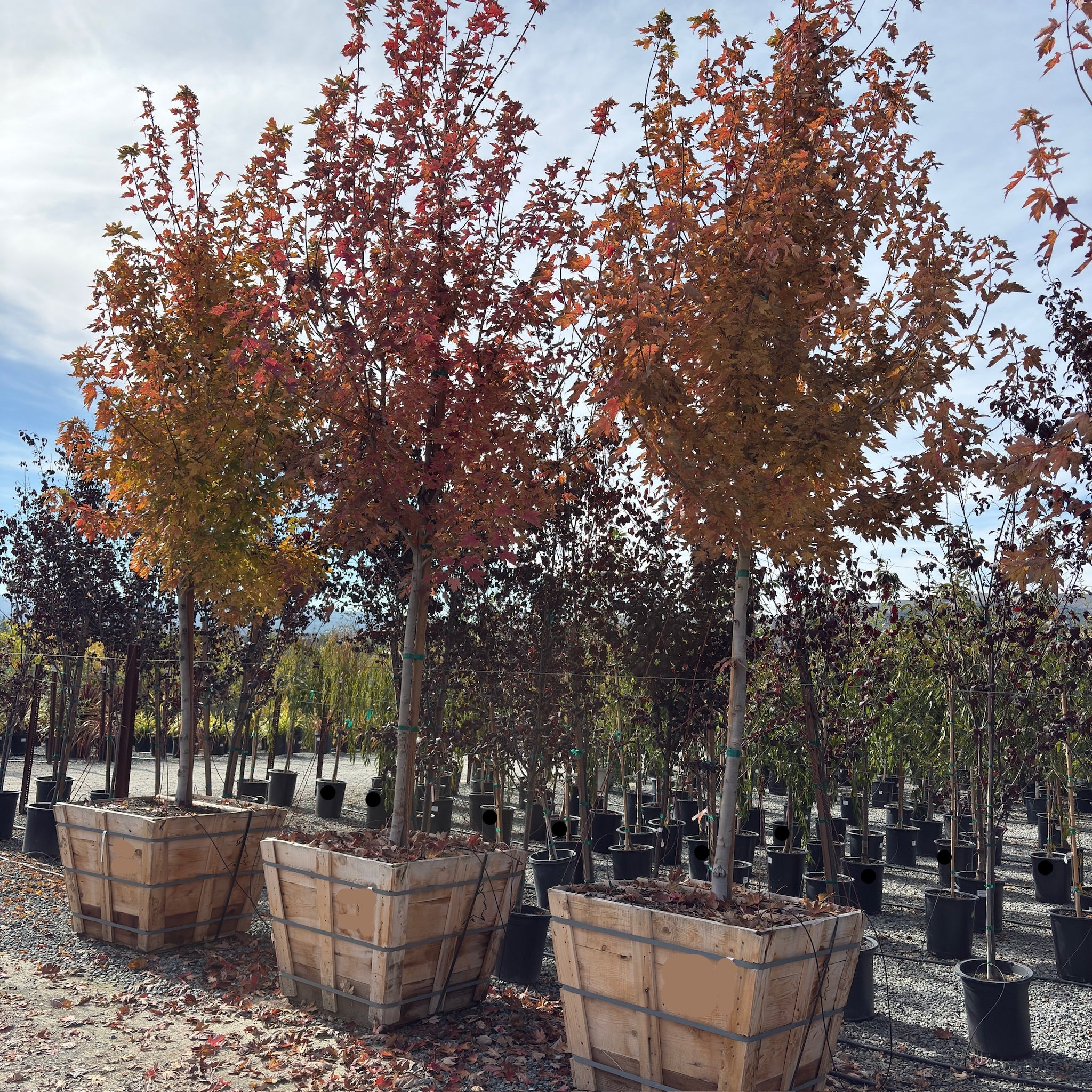 Autumn Blaze Red Maple