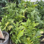 Autumn Fern