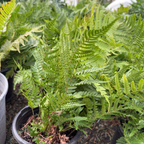 Autumn Fern