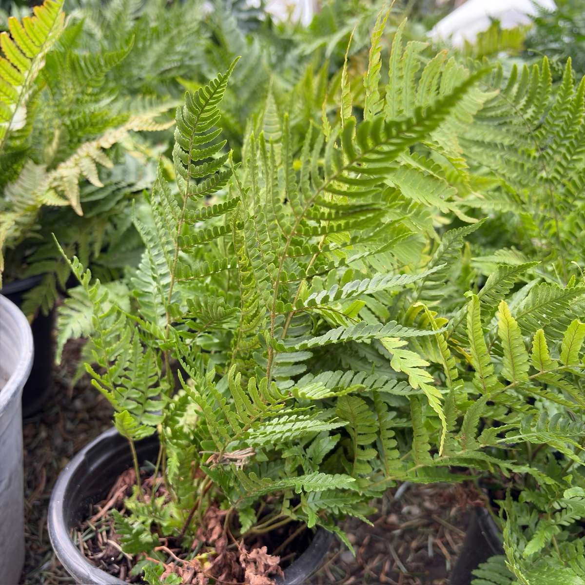 Autumn Fern