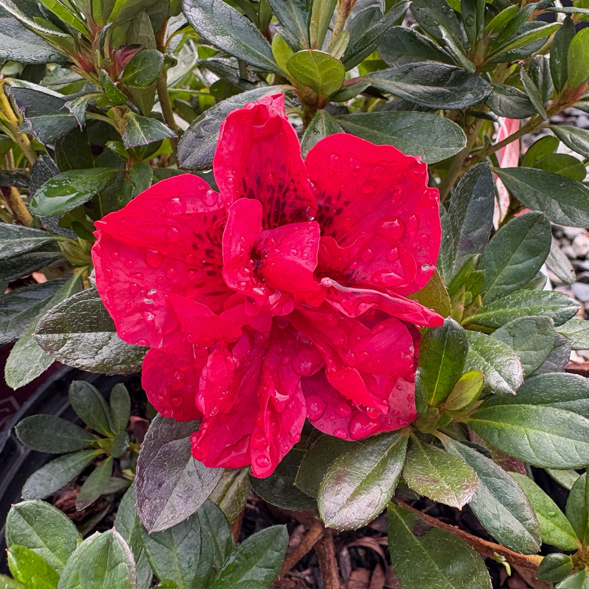 Autumn Fire Encore Azalea