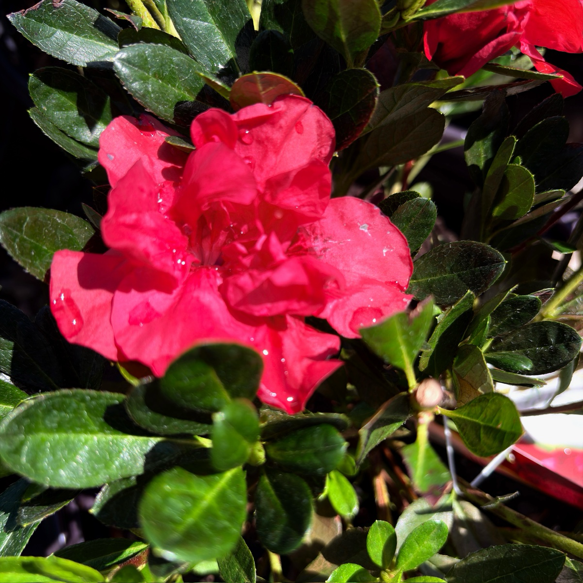 Autumn Fire Encore Azalea