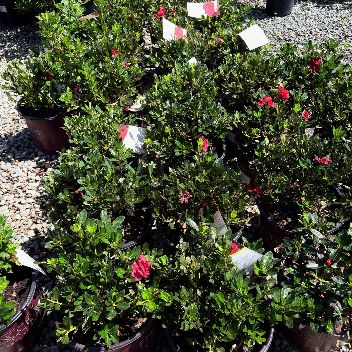 Autumn Fire Encore Azalea