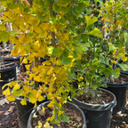 Autumn Gold Ginkgo