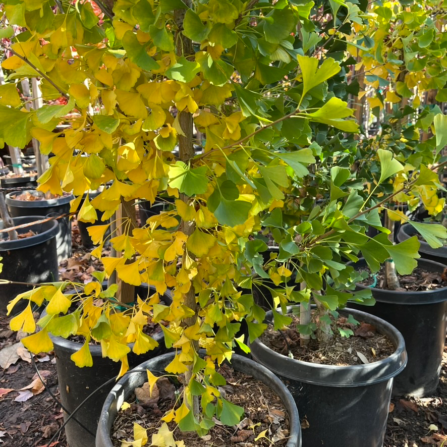 Autumn Gold Ginkgo