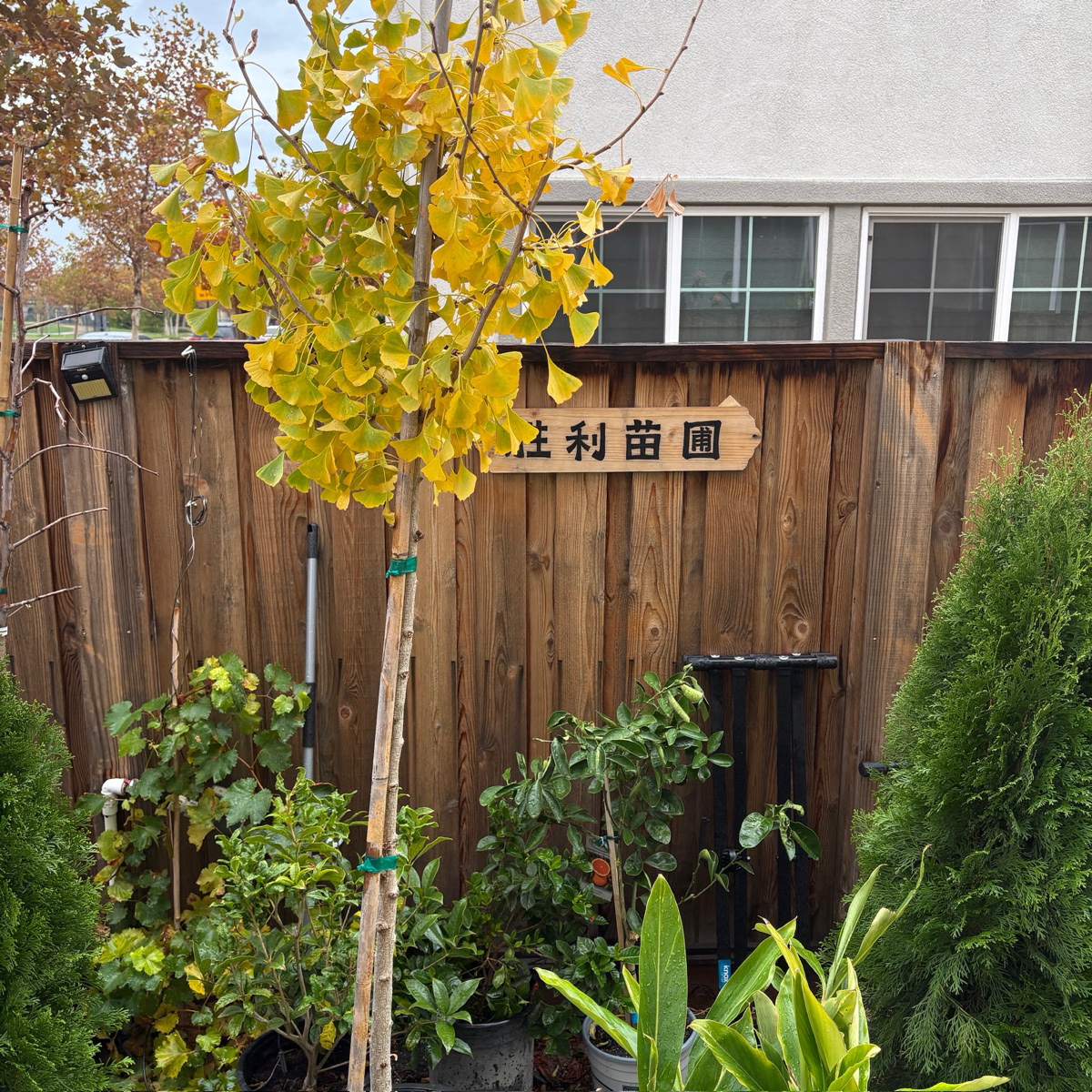 Autumn Gold Ginkgo Tree