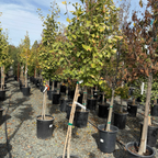 Autumn Gold Ginkgo