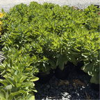 Autumn Joy Sedum