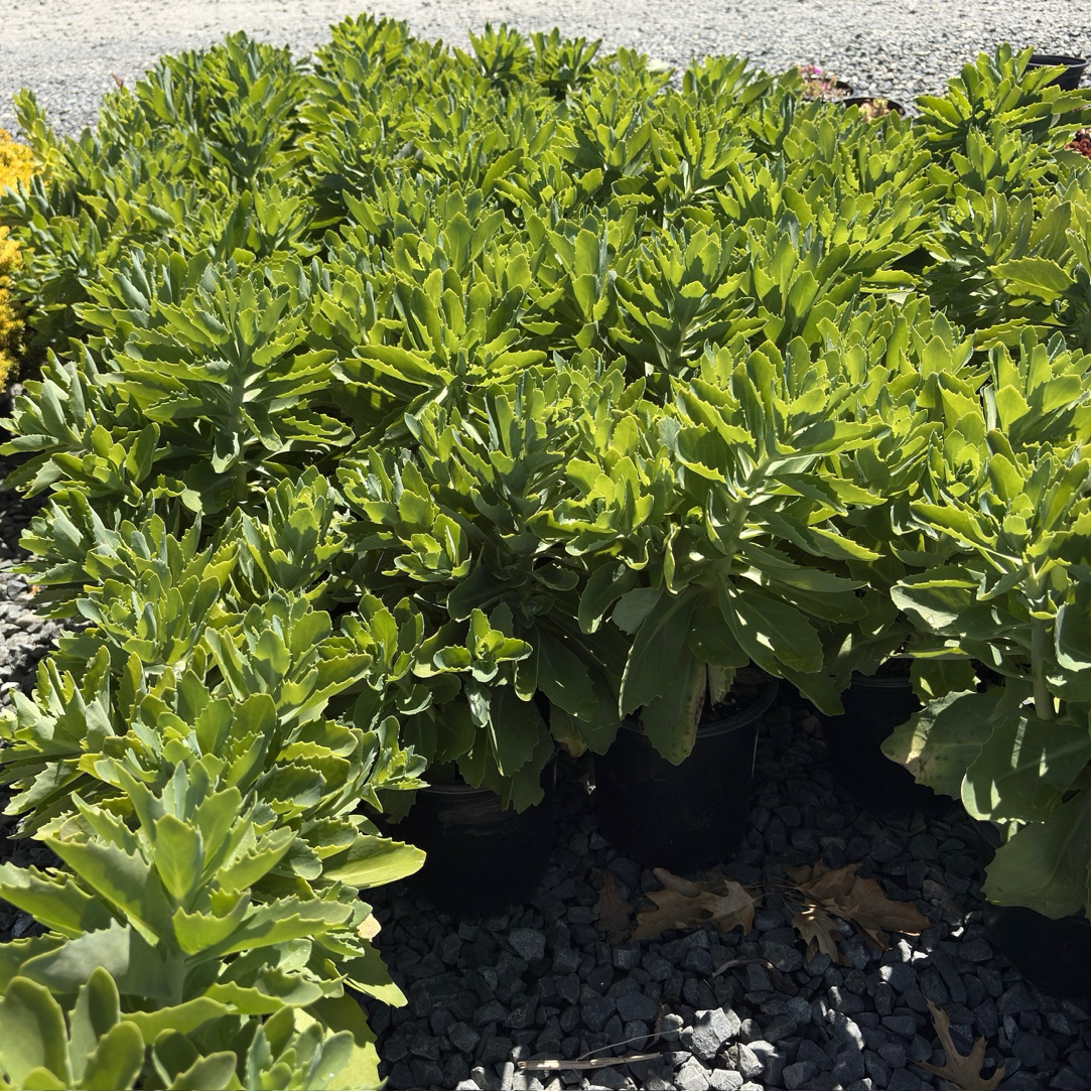 Autumn Joy Sedum