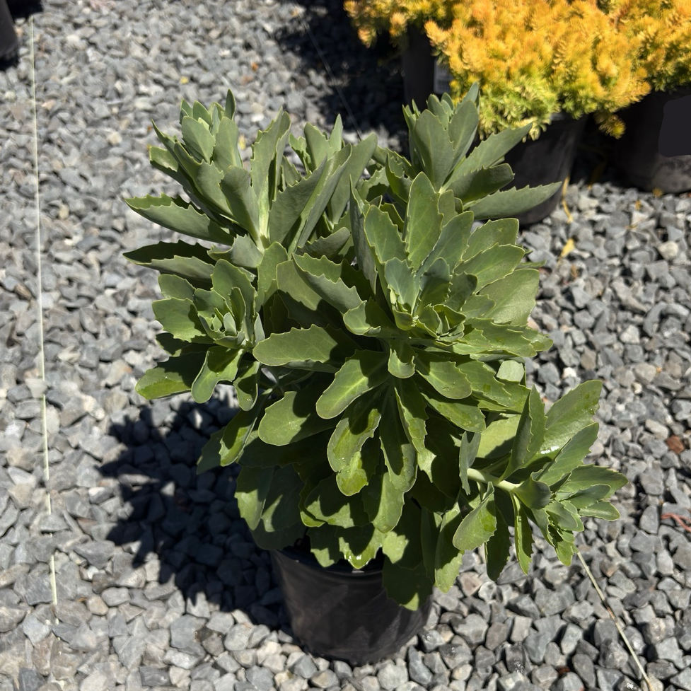 Autumn Joy Sedum