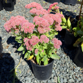 Autumn Joy Sedum