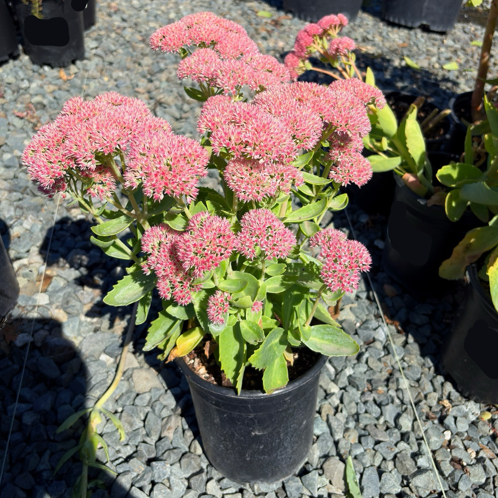 Autumn Joy Sedum