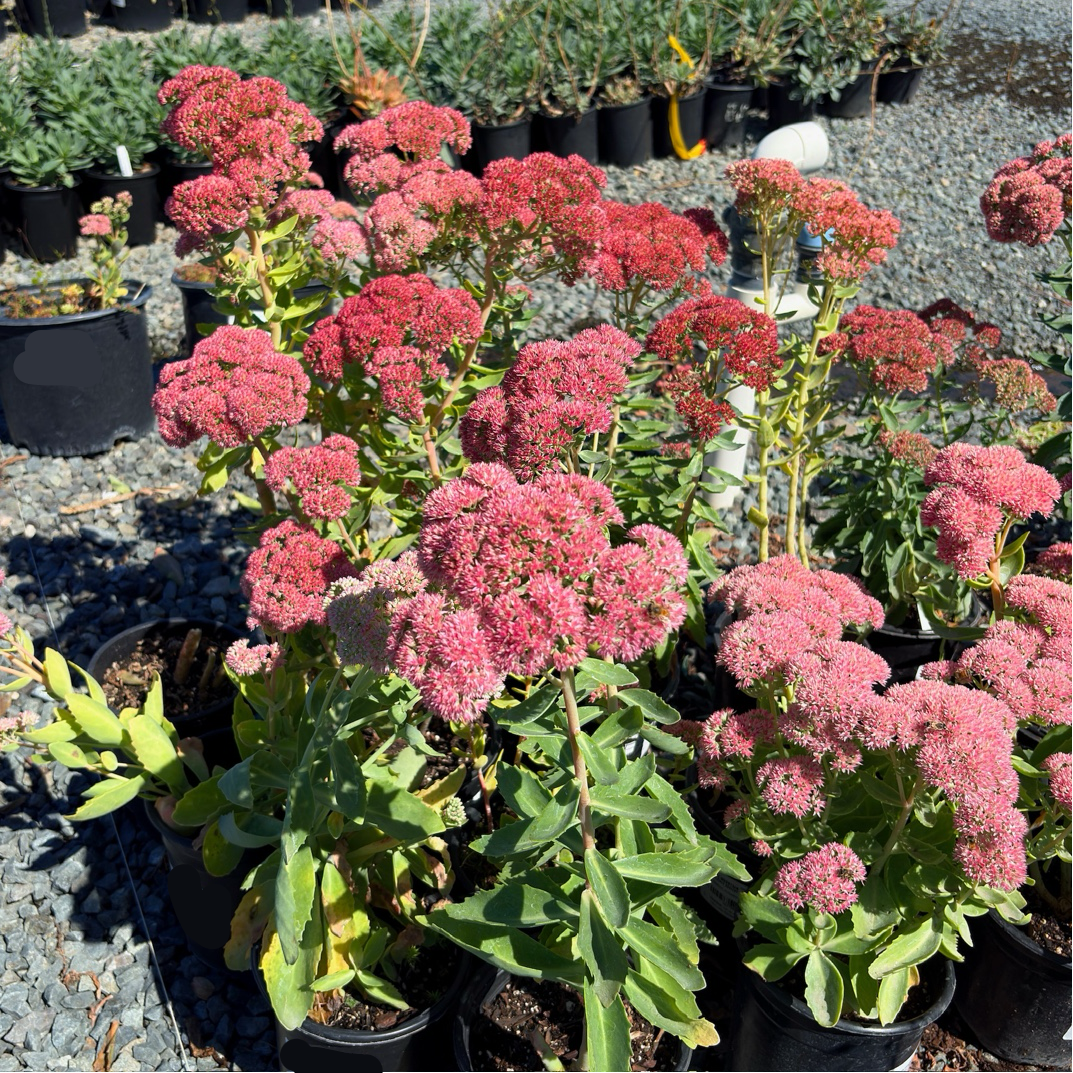 Autumn Joy Sedum