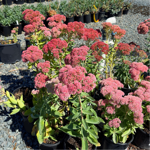 Autumn Joy Sedum