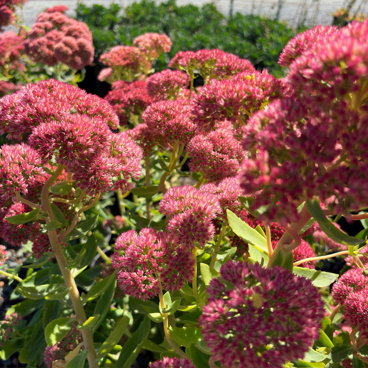 Autumn Joy Sedum