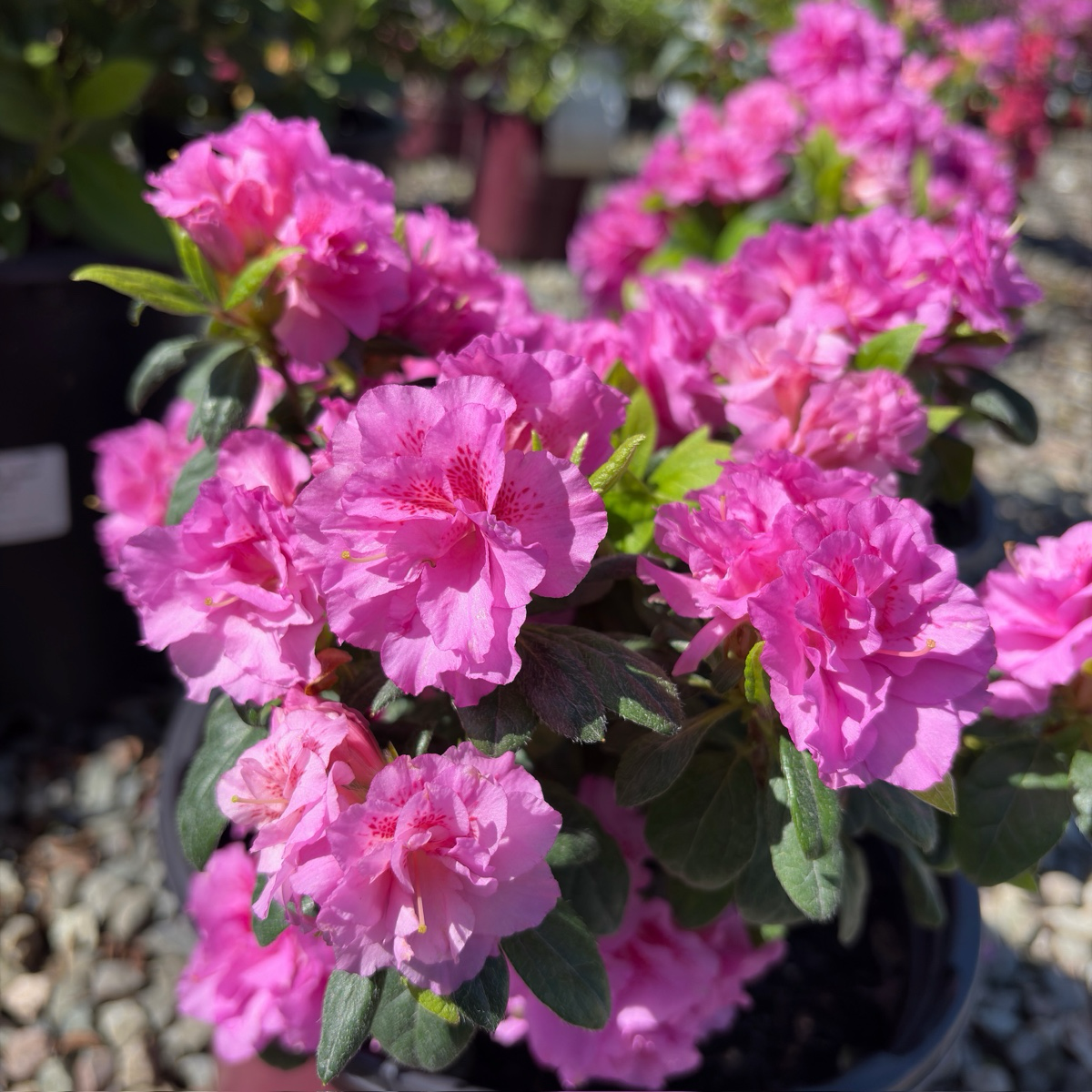 Autumn Majesty Ember Azalea