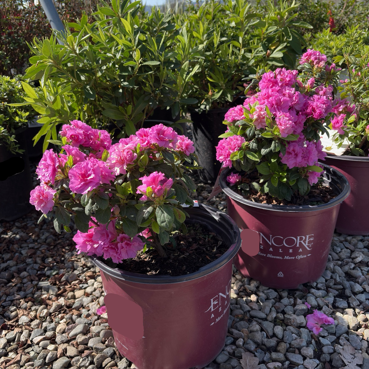 Autumn Majesty Ember Azalea