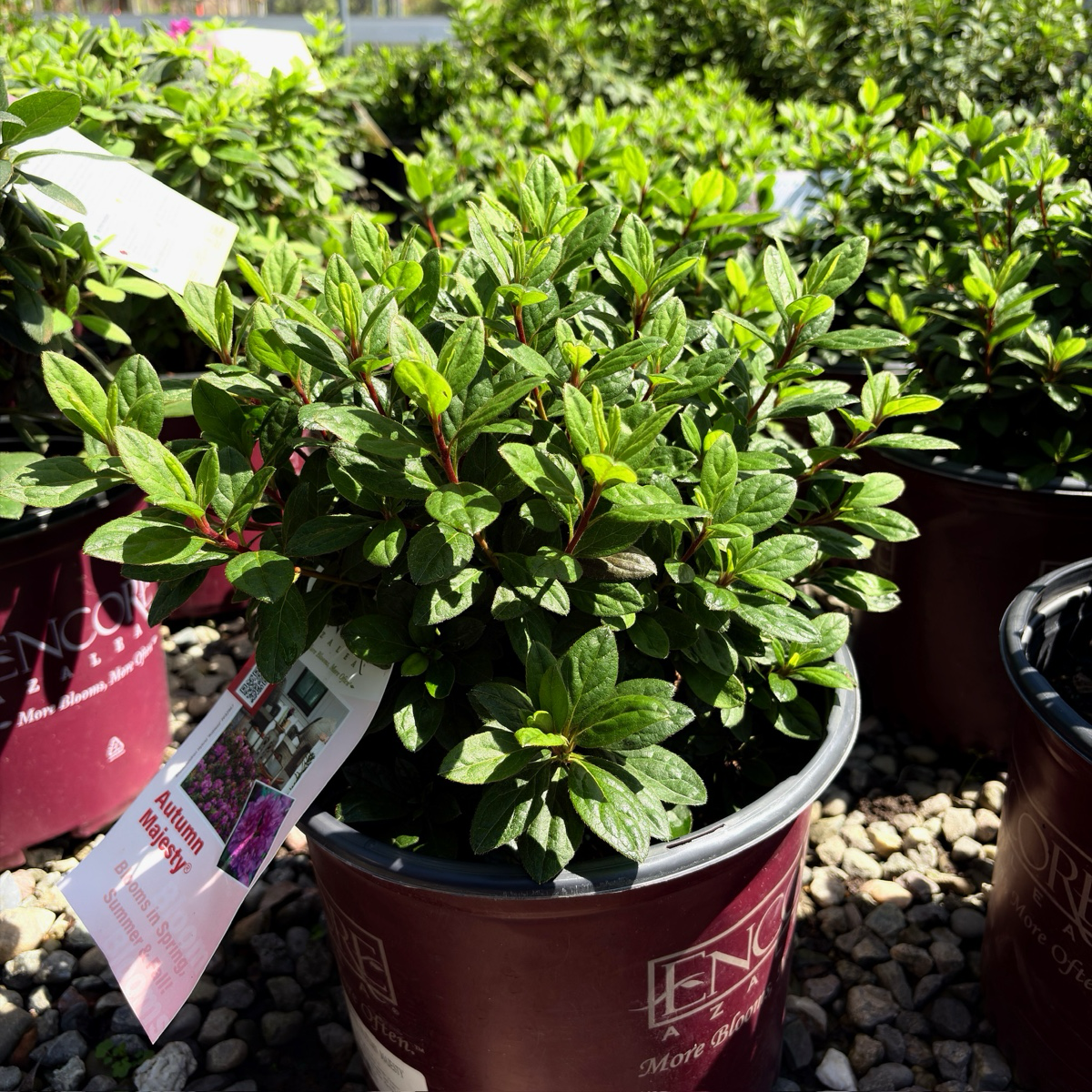 Autumn Majesty Ember Azalea