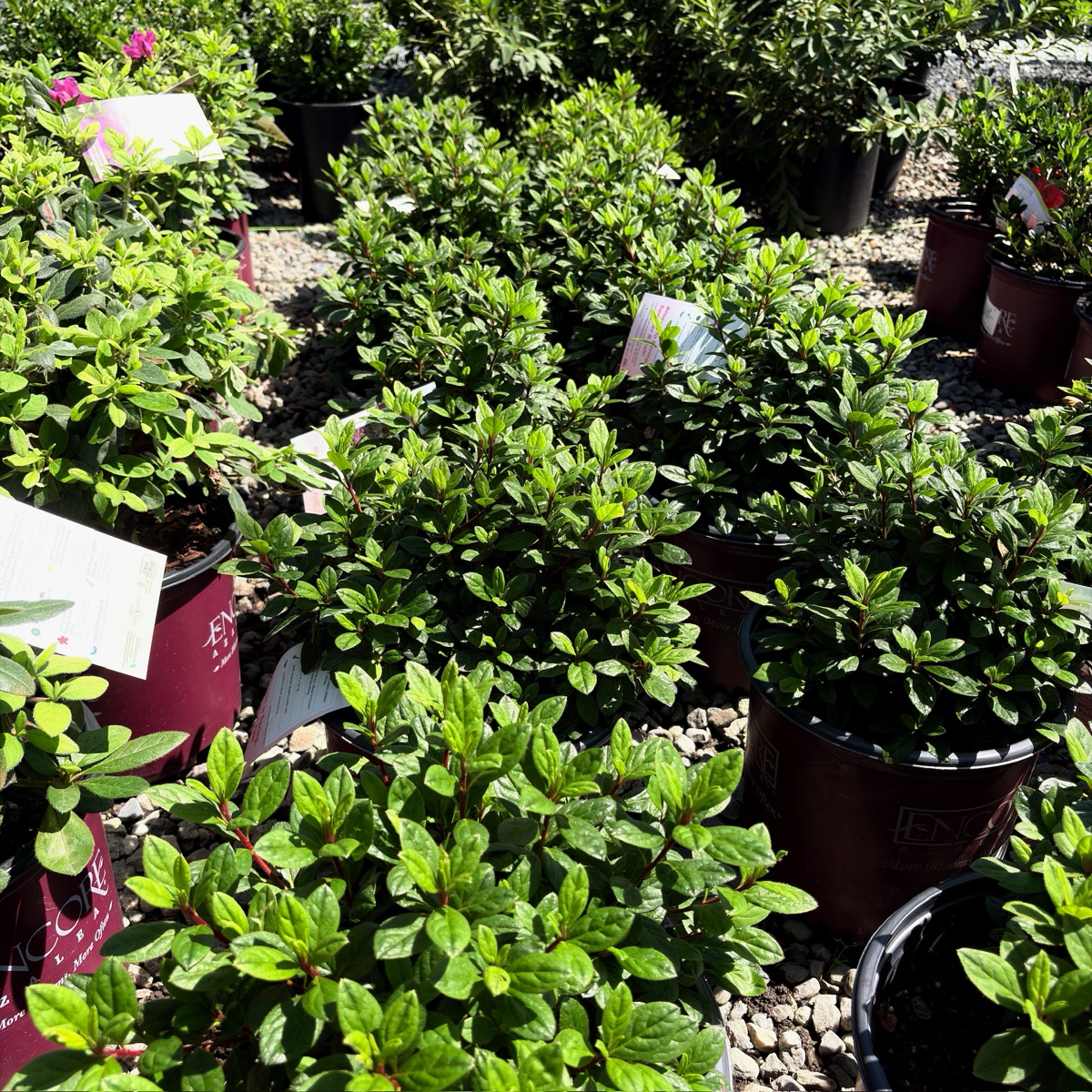 Autumn Majesty Ember Azalea