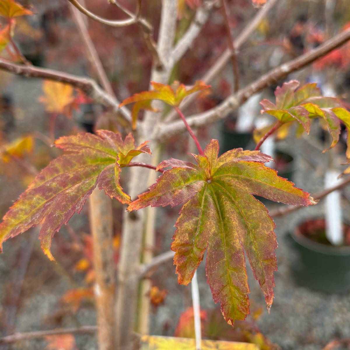 Close-up of green and red leaves on Autumn Moon Fullmoon Maple