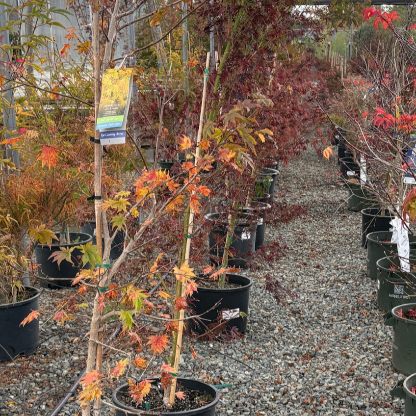 Row of potted Autumn Moon Fullmoon Maple trees with autumn-colored leaves in a garden center setting.