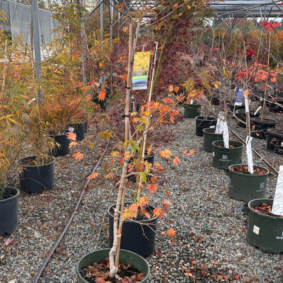 Potted Autumn Moon Fullmoon Maple trees with autumn foliage in a nursery setting