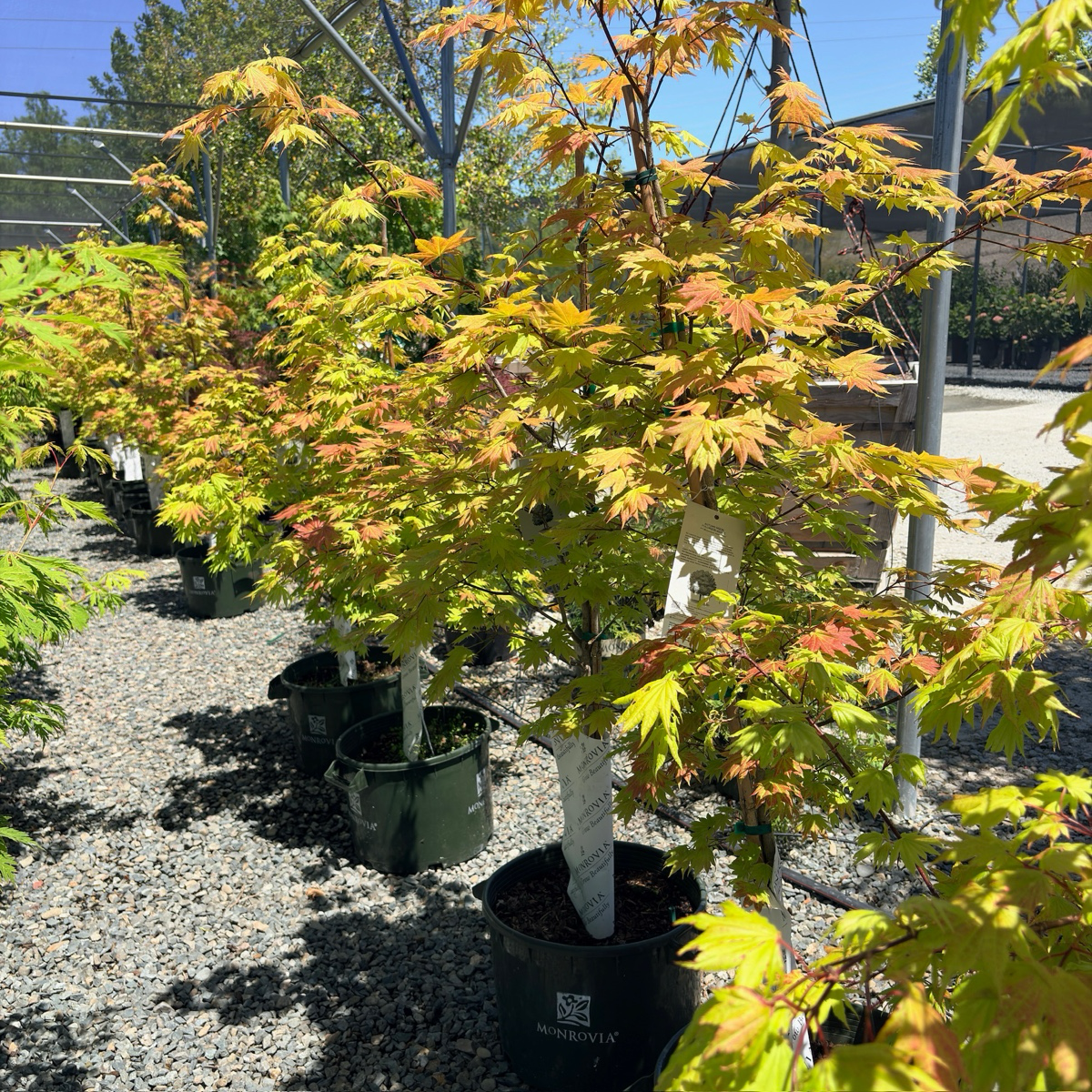 Autumn Moon Fullmoon Maple