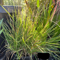 Autumn Moor Grass