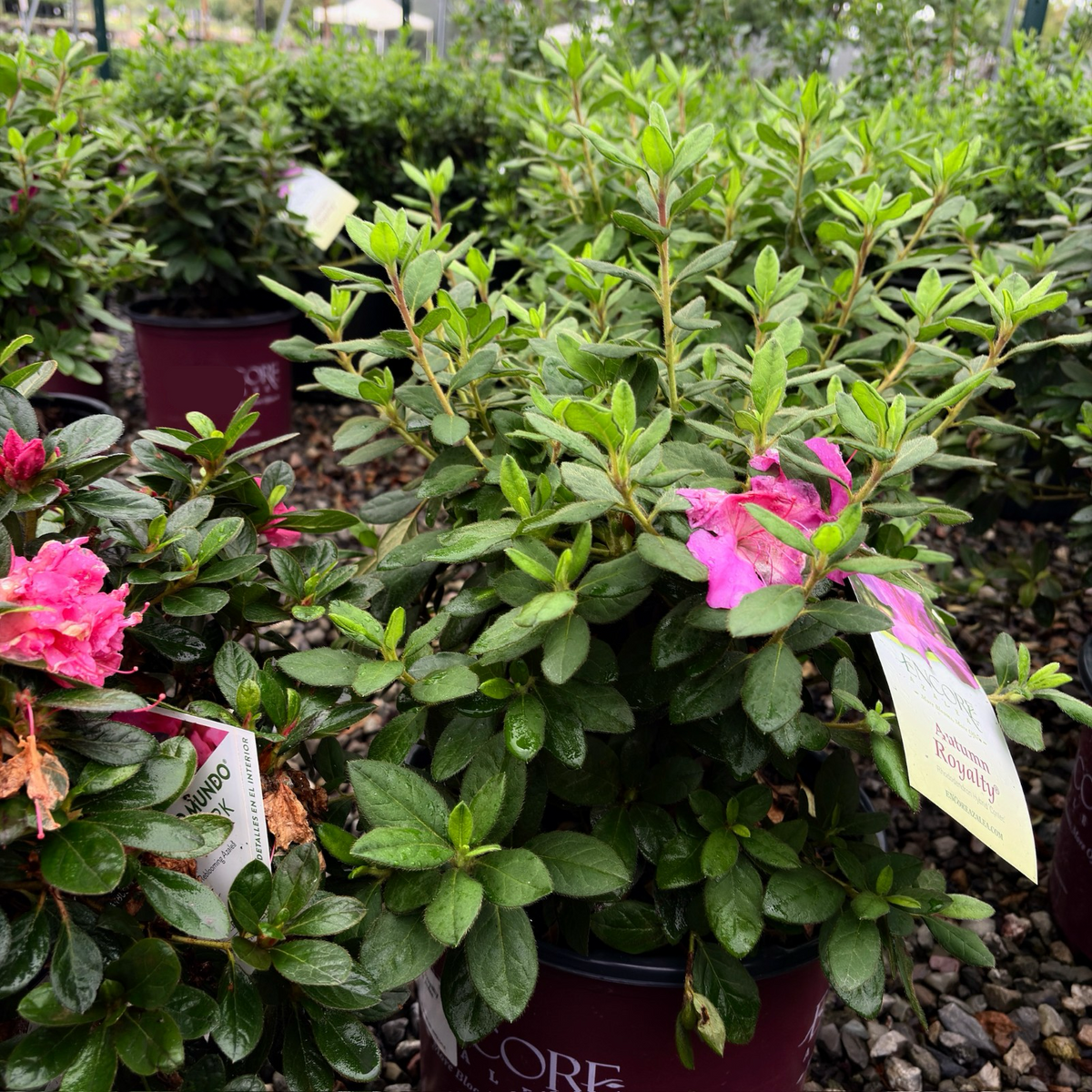 Autumn Royalty Encore Azalea | Reblooming Purple-Rich Azalea Autumn Royalty Encore Azalea | Reblooming Purple-Rich Azalea