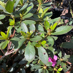 Autumn Royalty Encore Azalea