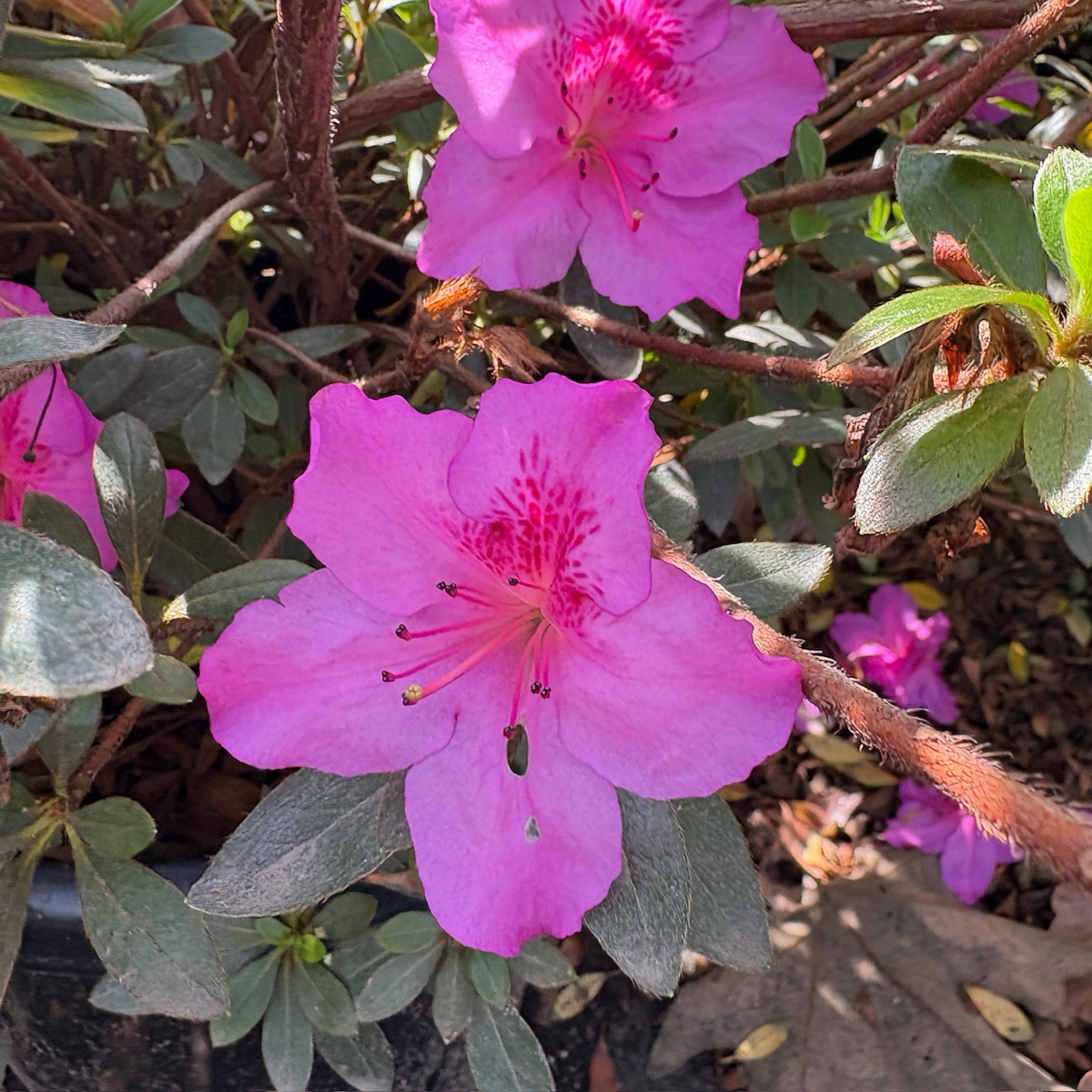 Autumn Royalty Encore Azalea