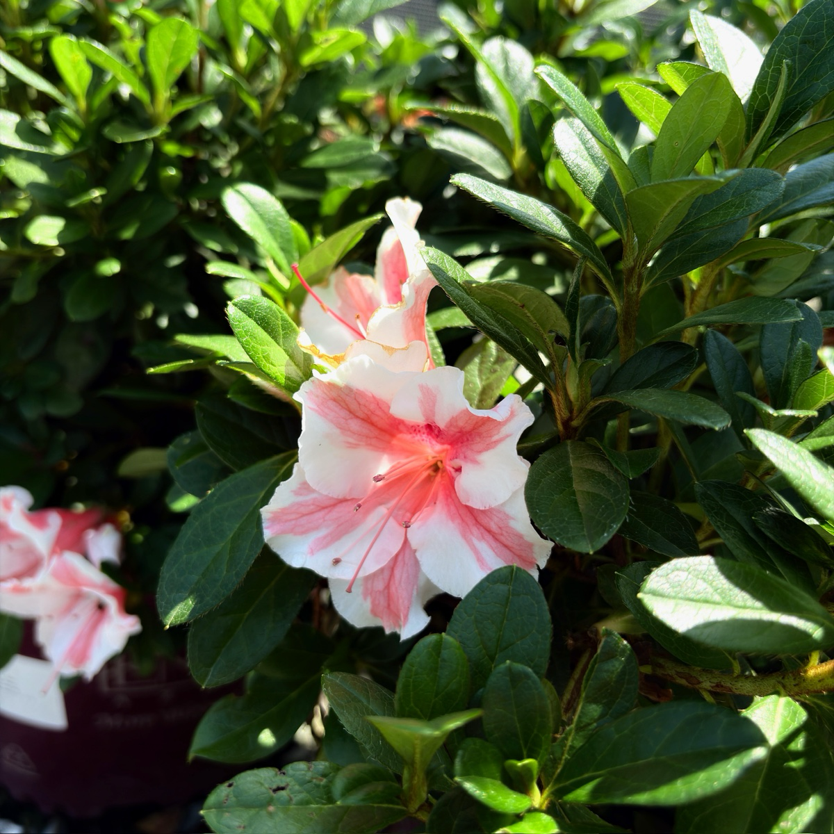 Autumn Sunburst Azalea