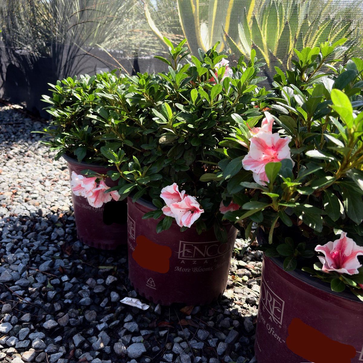 Autumn Sunburst Azalea