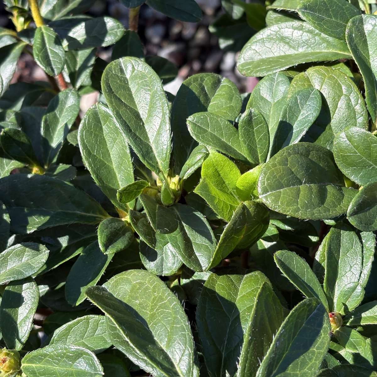 Autumn Sunburst Azalea