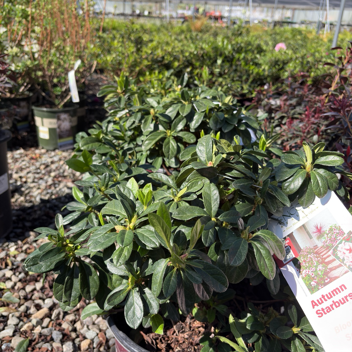 Autumn Sunburst Azalea