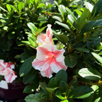 Autumn Sunburst Azalea