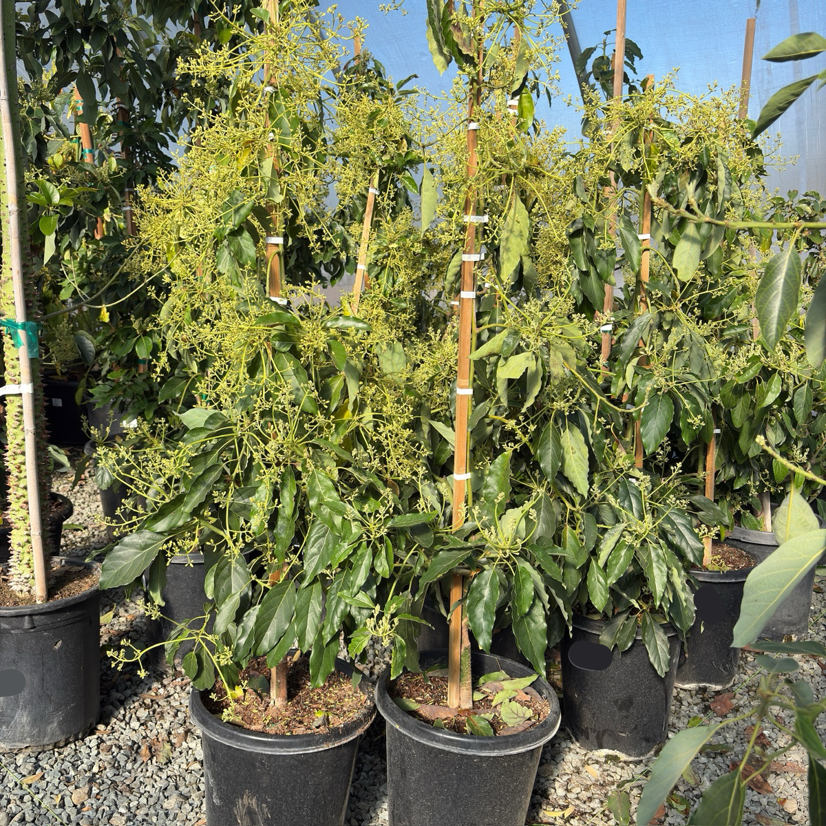 Avocado 'Pinkerton'