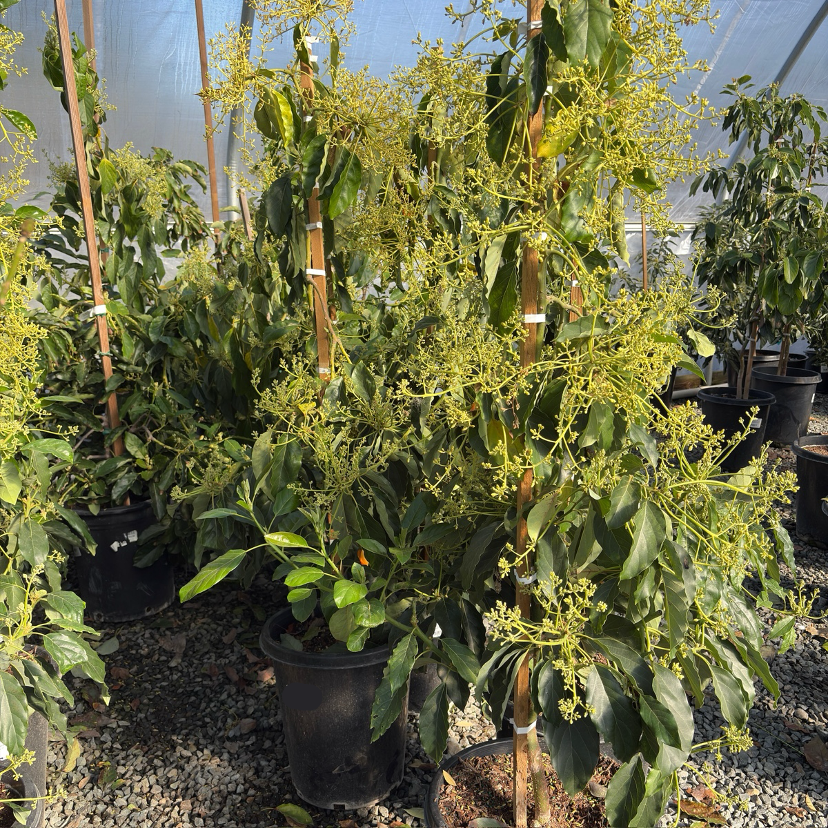 Avocado 'Pinkerton'