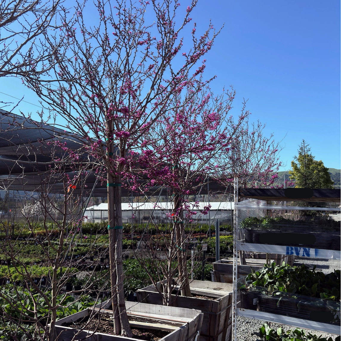Avondale Redbud