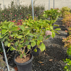 Ayesha Bigleaf Hydrangea