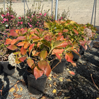 Ayesha Bigleaf Hydrangea