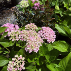 Ayesha Bigleaf Hydrangea
