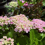 Ayesha Bigleaf Hydrangea