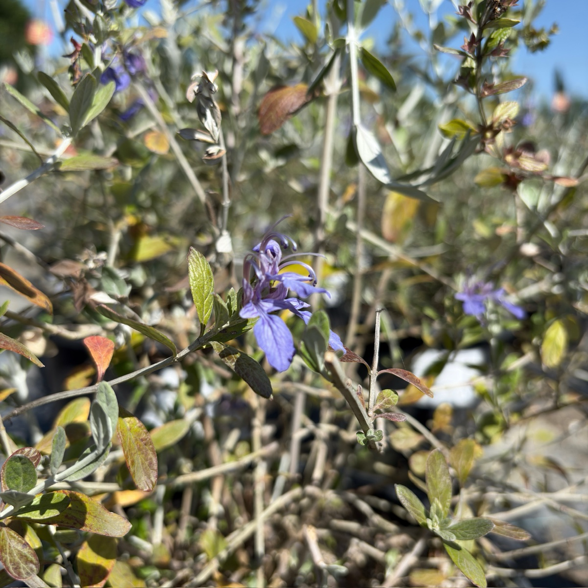 Azureum Bush Germander