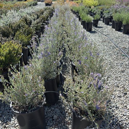 Azureum Bush Germander